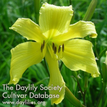 Daylily Itsy Bitsy Spider